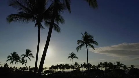 A beach with a palm tree Stock Footage 155586498