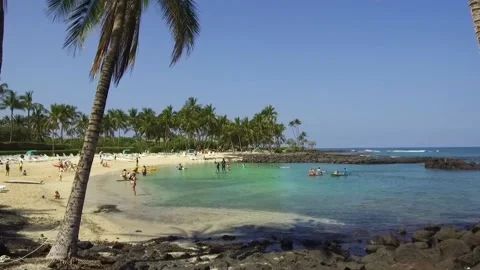 A beach with a palm tree Stock Footage 156019686