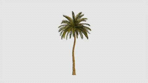 Beach palm tree Stock Footage 296381826