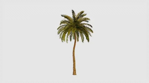 Beach palm tree Stock Footage 296381862