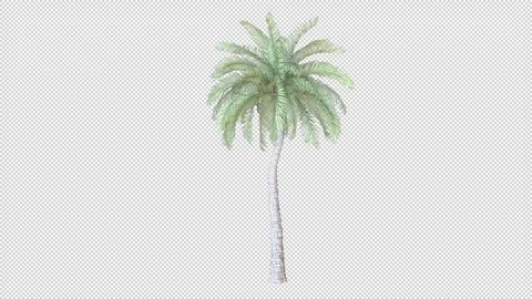 Beach Palm tree Stock Footage 321534506