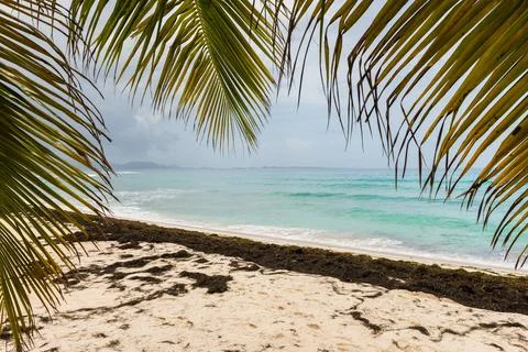 A beach with a palm tree in the foreground and a body of water in the backg.. Stock Photos