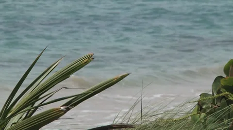 Beach palm tree medium Stock Footage 33255141