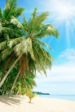 Beach with palm tree over the sand Stock Photos