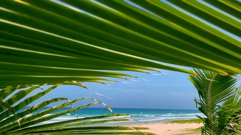 Beach, palm tree. Panoramic view of a tropical sandy beach. Tropical paradise Stock Footage 128826844