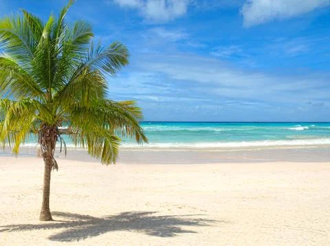 Beach with Palm Tree Stock Photos