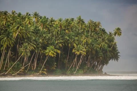 A beach with a palm tree Stock Photos