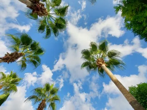 A beach with a palm tree Stock Photos