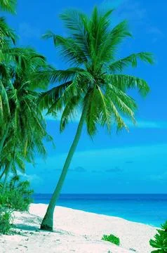 Beach--Palm Tree Stock Photos