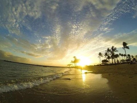 Beach Palm Tree Sunset Stock Photos