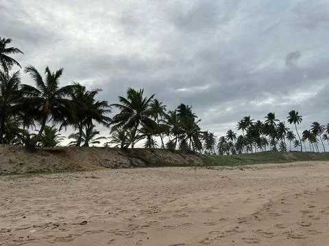 Beach with palm trees and cloudy sky Stock Photos