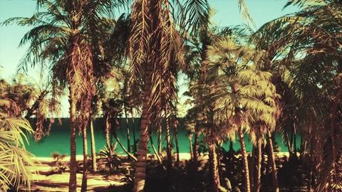 A beach with palm trees and the ocean in the background Ilustración de archivo