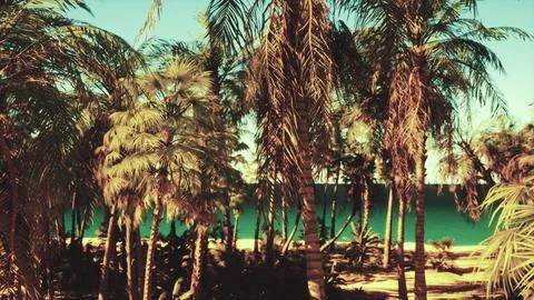 A beach with palm trees and the ocean in the background Illustration