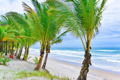 Beach with Palm trees and a ring buoy 库存照片