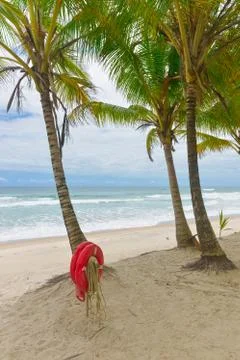 Beach with Palm trees and a ring buoy 库存照片