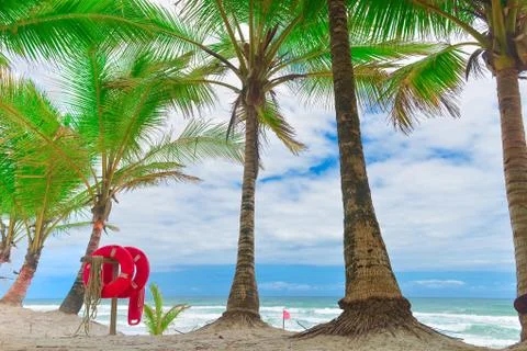 Beach with Palm trees and a ring buoy Photos