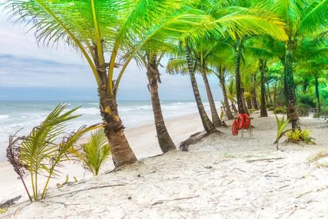 Beach with Palm trees and a ring buoy Stock Photos