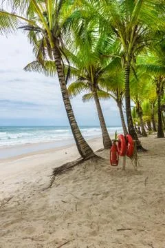 Beach with Palm trees and a ring buoy Photos