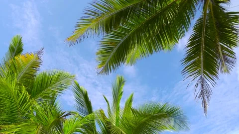 Beach with palm trees and sky	 Stock Footage 172386427