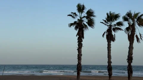 Beach with palm trees and waves at sunset in San Juan, Alicante, Spain 스톡 동영상 294387361