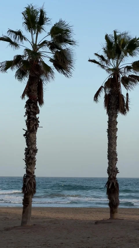 Beach with palm trees and waves at sunset. Vertical video Stock Footage 294387370