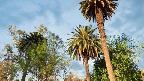 Beach with palm trees on a background of clouds Stock Photos