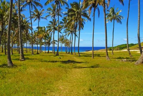 Beach with palm trees on Easter Island, Chile Stock-Fotos