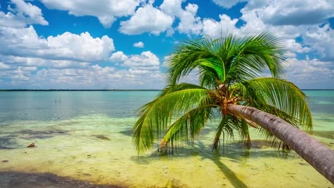 Beach with palm trees Stock Footage 245243574