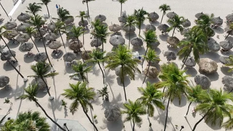 Beach Palm Trees Overview Stock Footage 242078643