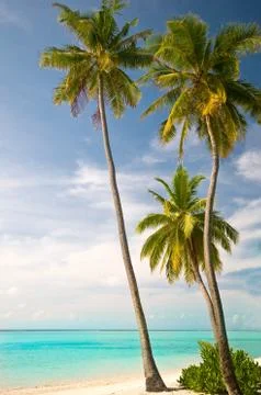 Beach with palm trees Stock Photos