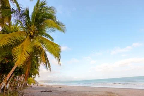 Beach with palm trees Stock Photos