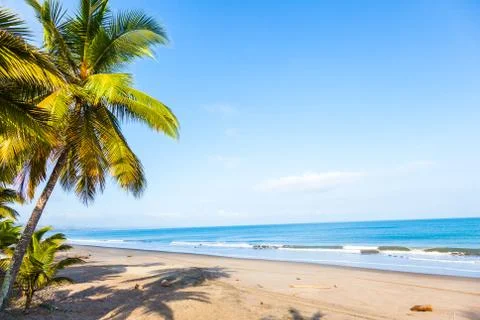 Beach with palm trees Stock Photos