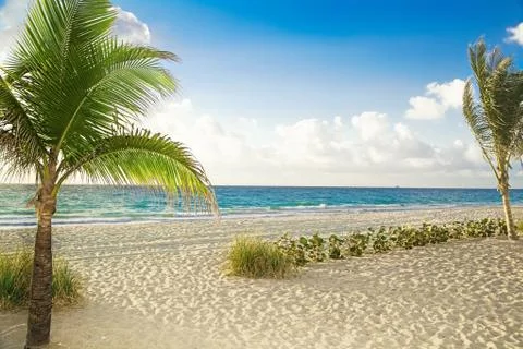 Beach with palm trees Stock Photos