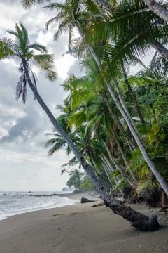 Beach with palm trees Stock Photos