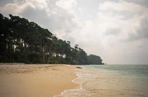 Beach with Palm Trees Foto stock