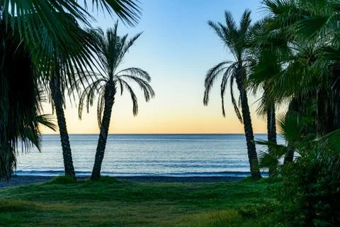 Beach with palm trees Stock Photos
