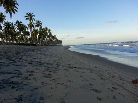 Beach with palm trees Fotos de archivo