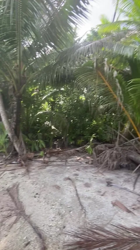 Beach palm trees in Rangiroa Stockbeeldmateriaal 344427359