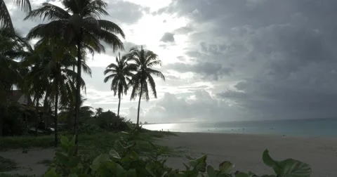 Beach with palm trees, sand and shore in Cuba Stock Footage 61691848