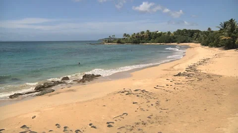 Beach palm trees wideshot Video stock 33255729