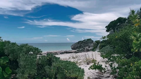 Beach with palm trees,beach with palm trees, beach, sea, ocean, Video stock 252299206