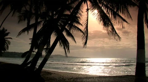 Beach, palms and sun Stock Footage 106727
