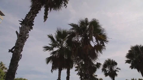 Beach Palms Barcelona Stock Footage 120422381