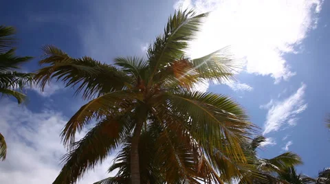 Beach with palms Vídeos de archivo 36563689