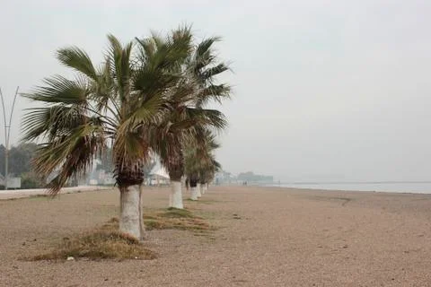 Beach with palms Stock Photos