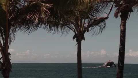 Beach palmtrees Stock Footage 260578328