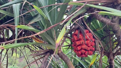 Beach Pandan Tree, Pandanus odorifer with red fruit. 4k Video stock 247011264