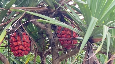 Beach Pandan Tree, Pandanus odorifer with red fruit. 4k Vídeos de archivo 247011266