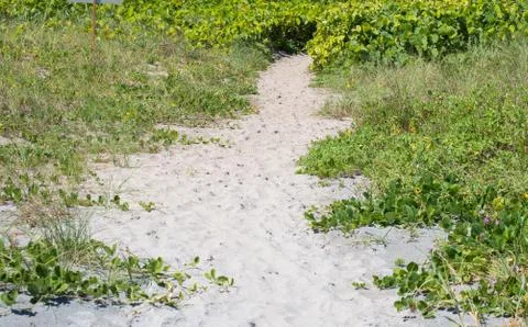 Beach path among dune grasses Stock Photos