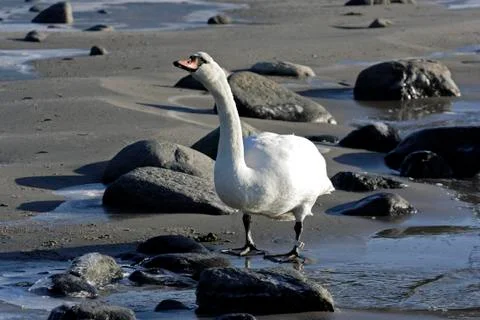 Beach pattern beak beam blue brilliance closeup Stock Photos